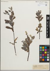 Foto von Salix glauca L.
